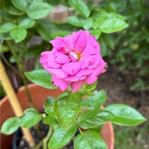 Meet your Posher, Kimcredible